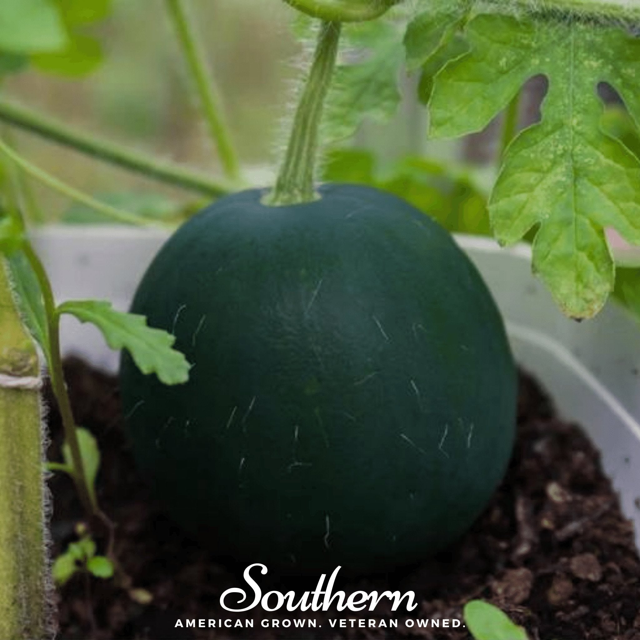 Sugar Baby Watermelon – 25 Seeds Southern Seeds