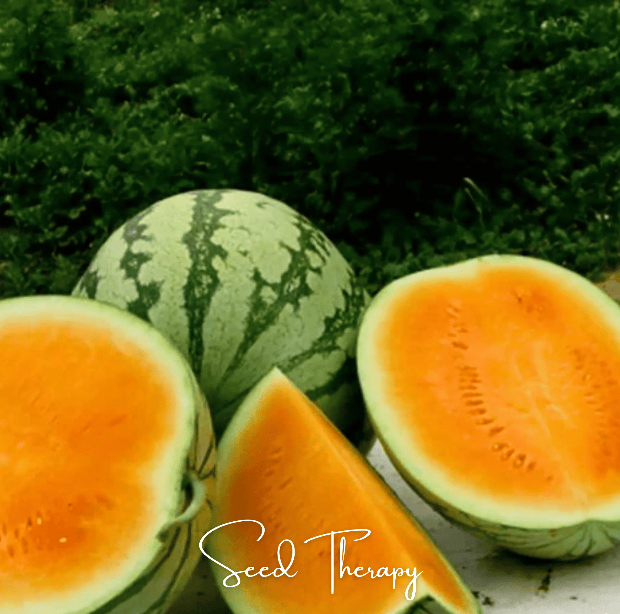 Tendersweet Orange Watermelon – 25 Seeds Southern Seeds