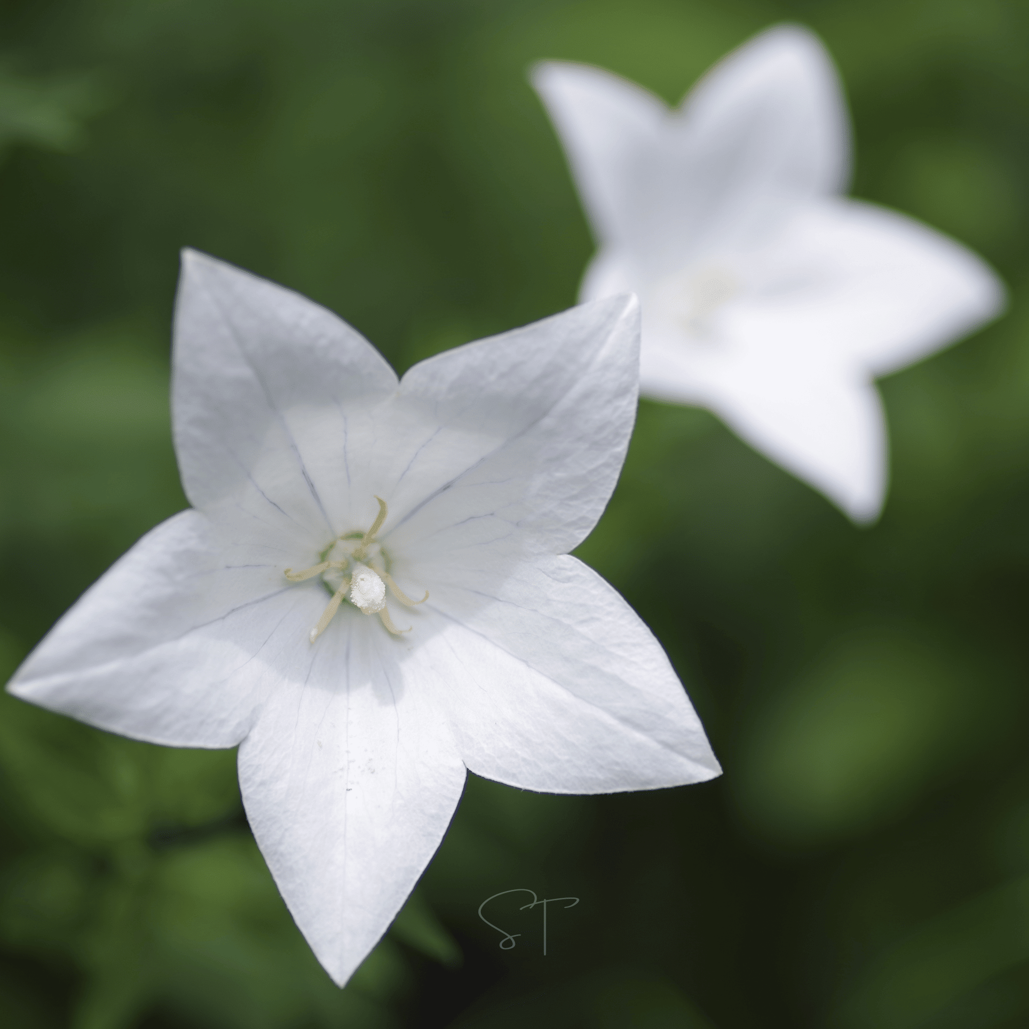 White Balloon Flower – 50 Seeds Southern Seeds