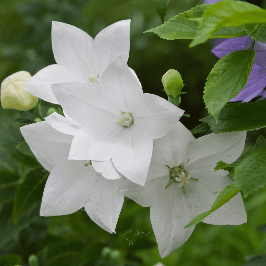 White Balloon Flower – 50 Seeds Southern Seeds