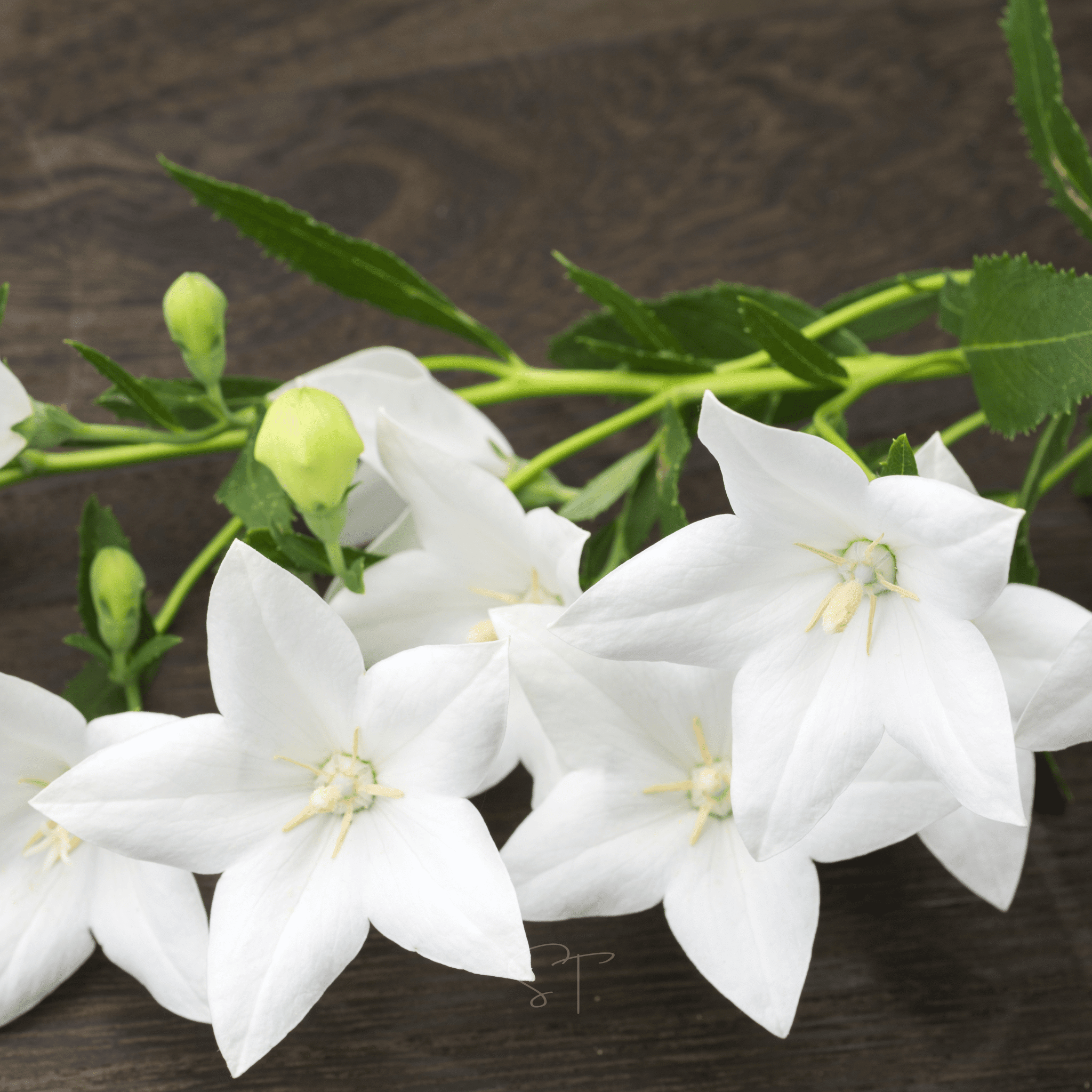 White Balloon Flower – 50 Seeds Southern Seeds