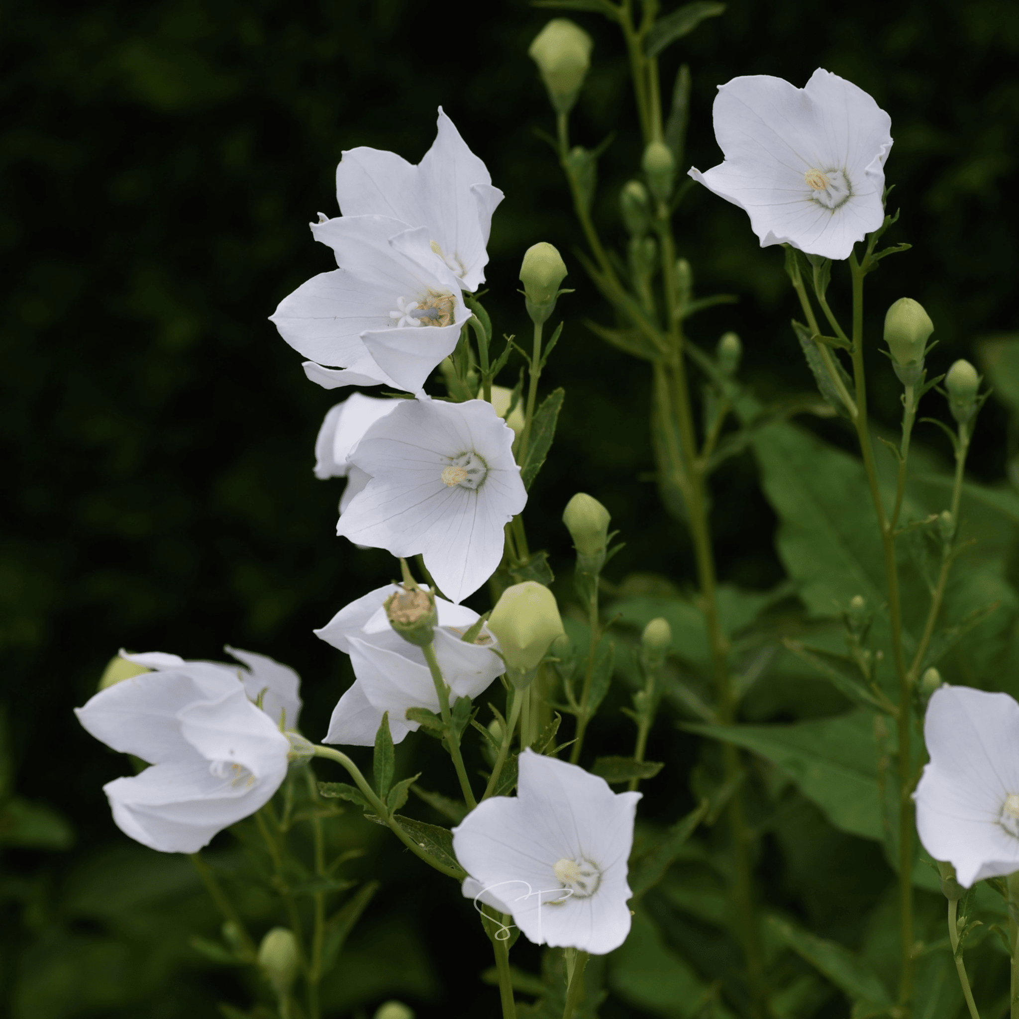 White Balloon Flower – 50 Seeds Southern Seeds