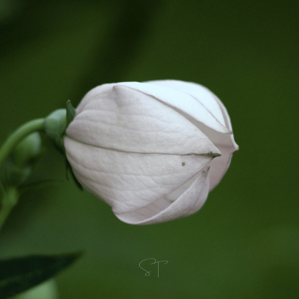 White Balloon Flower – 50 Seeds Southern Seeds