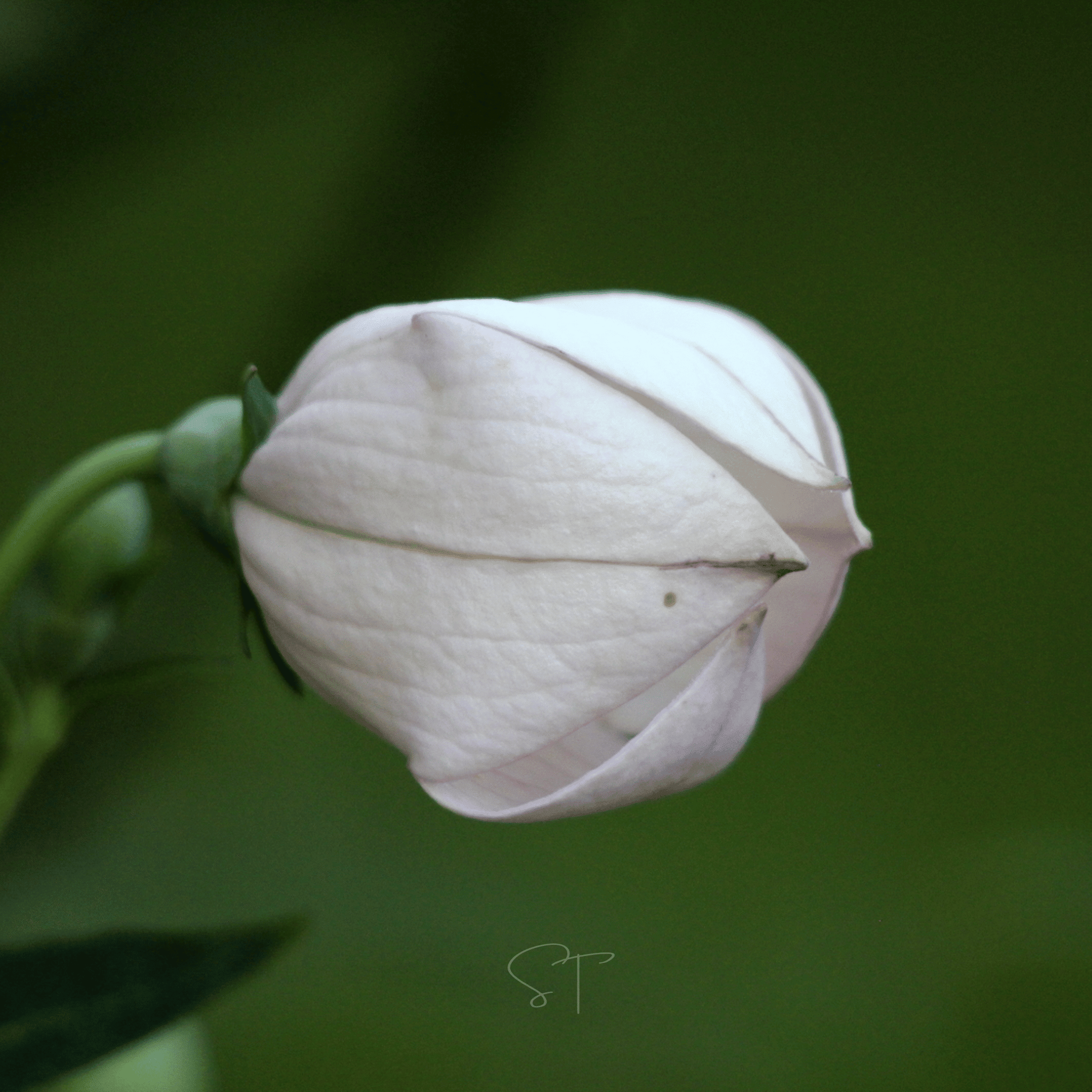 White Balloon Flower – 50 Seeds Southern Seeds