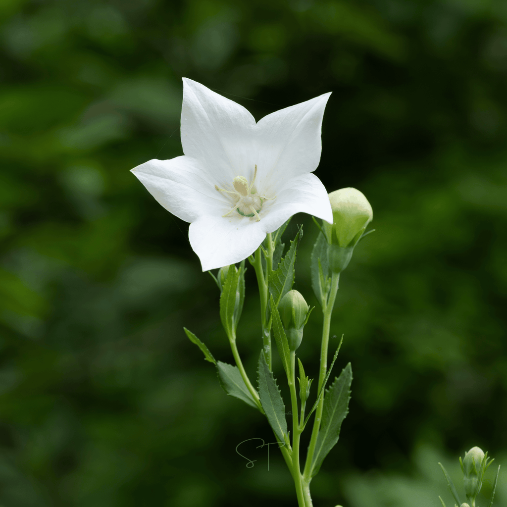 White Balloon Flower – 50 Seeds Southern Seeds