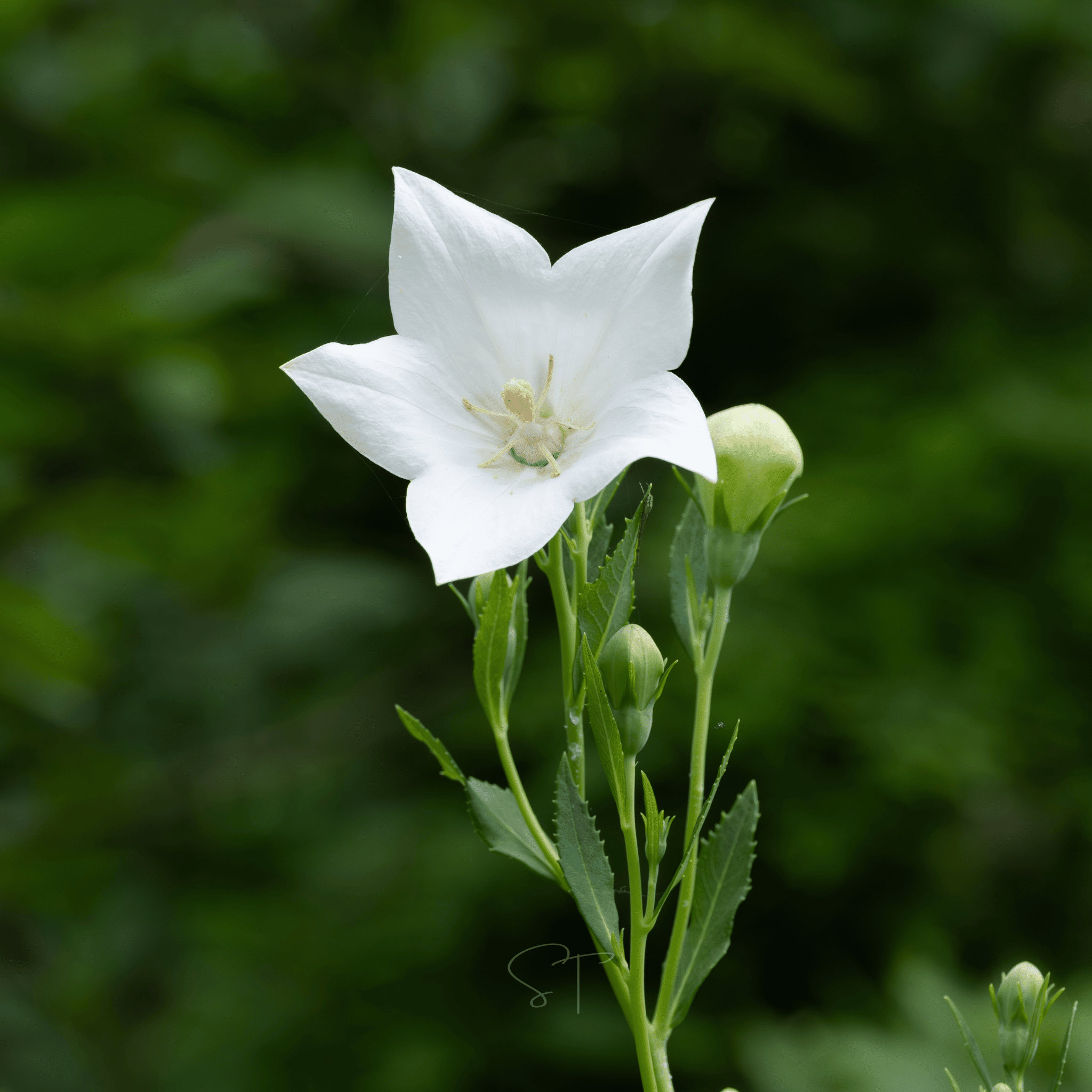 White Balloon Flower – 50 Seeds Southern Seeds