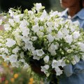 White Canterbury Bells – 100 Seeds Southern Seeds