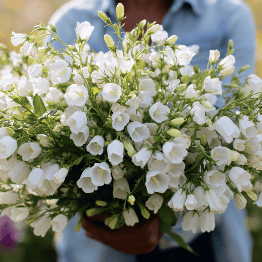 White Canterbury Bells – 100 Seeds Southern Seeds