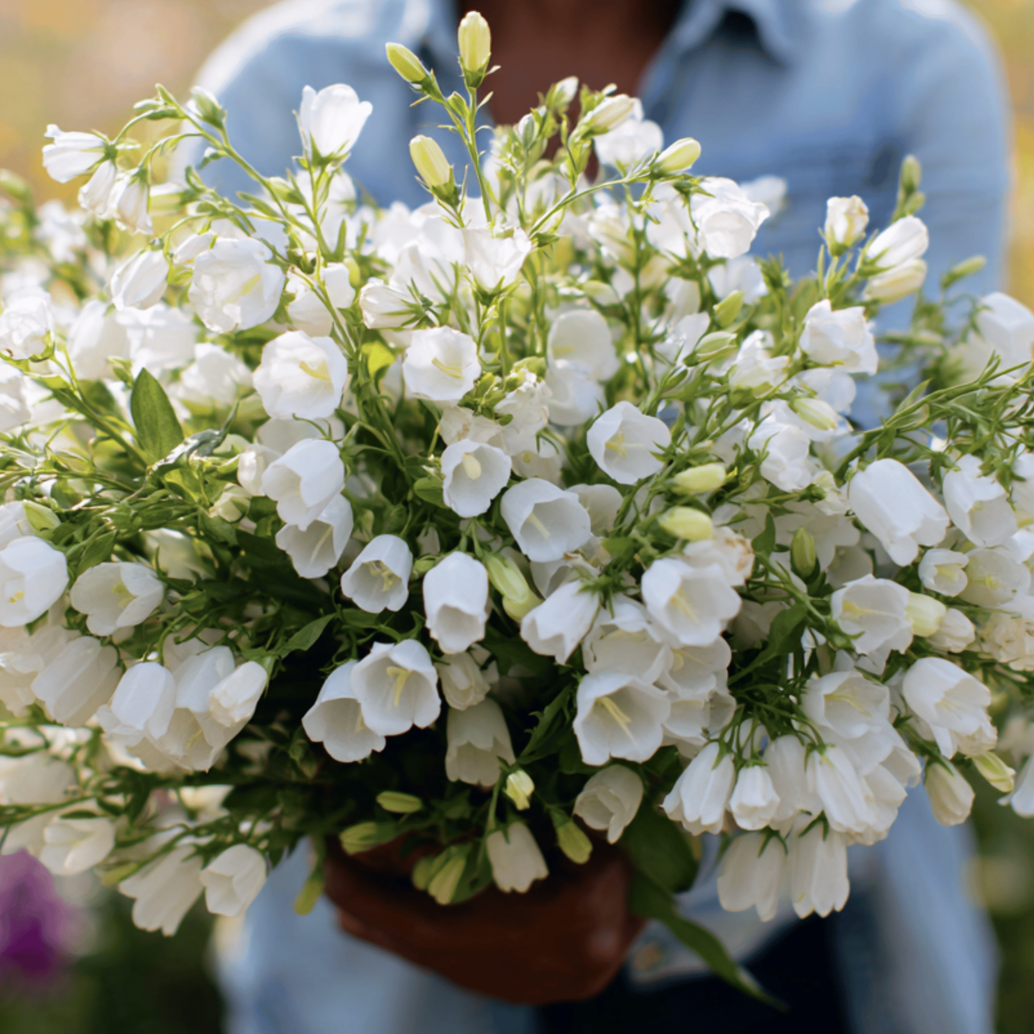 White Canterbury Bells – 100 Seeds Southern Seeds