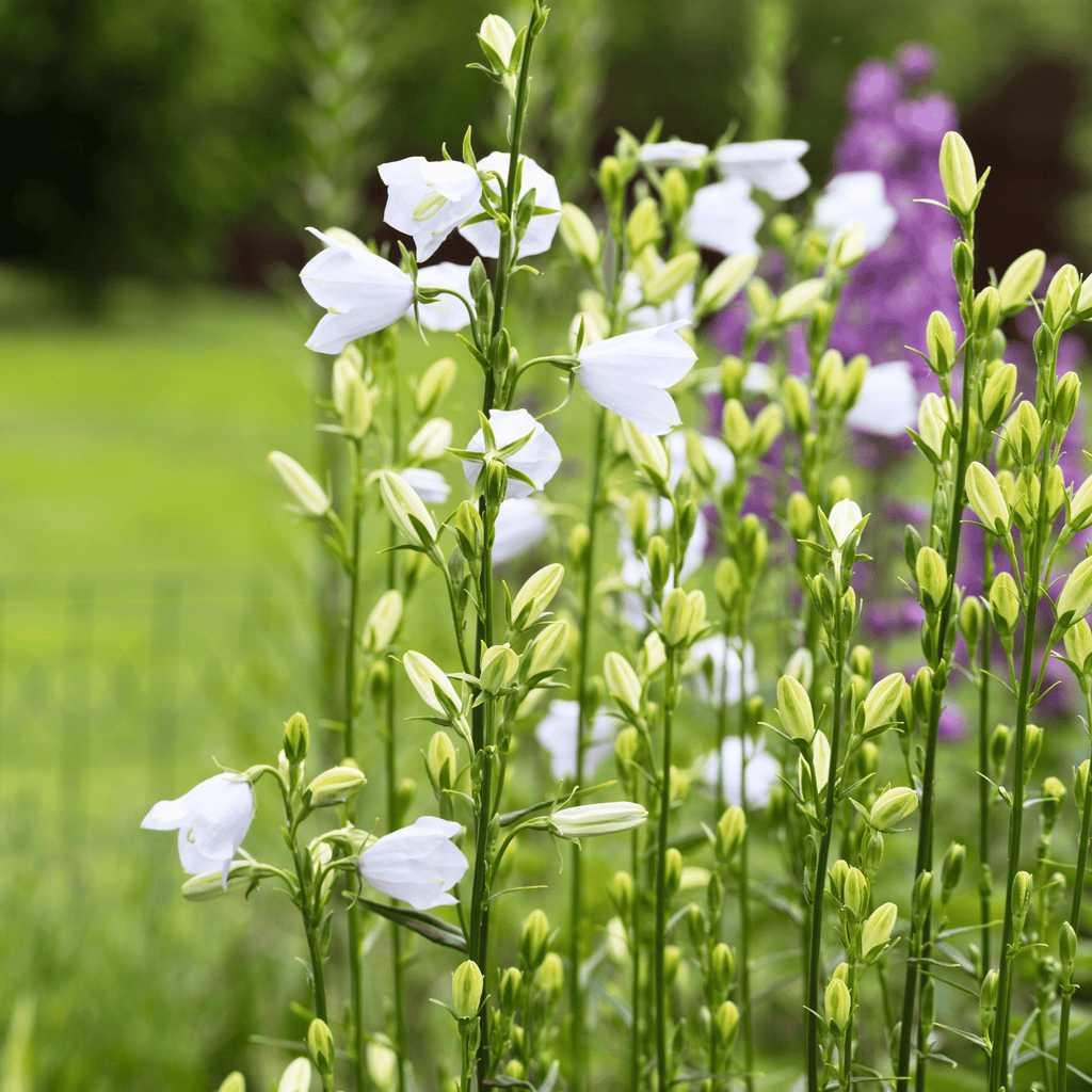 White Canterbury Bells – 100 Seeds Southern Seeds