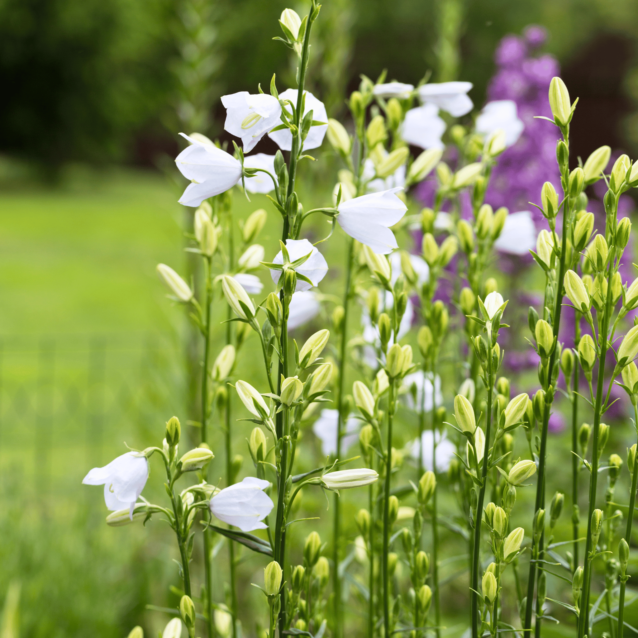 White Canterbury Bells – 100 Seeds Southern Seeds