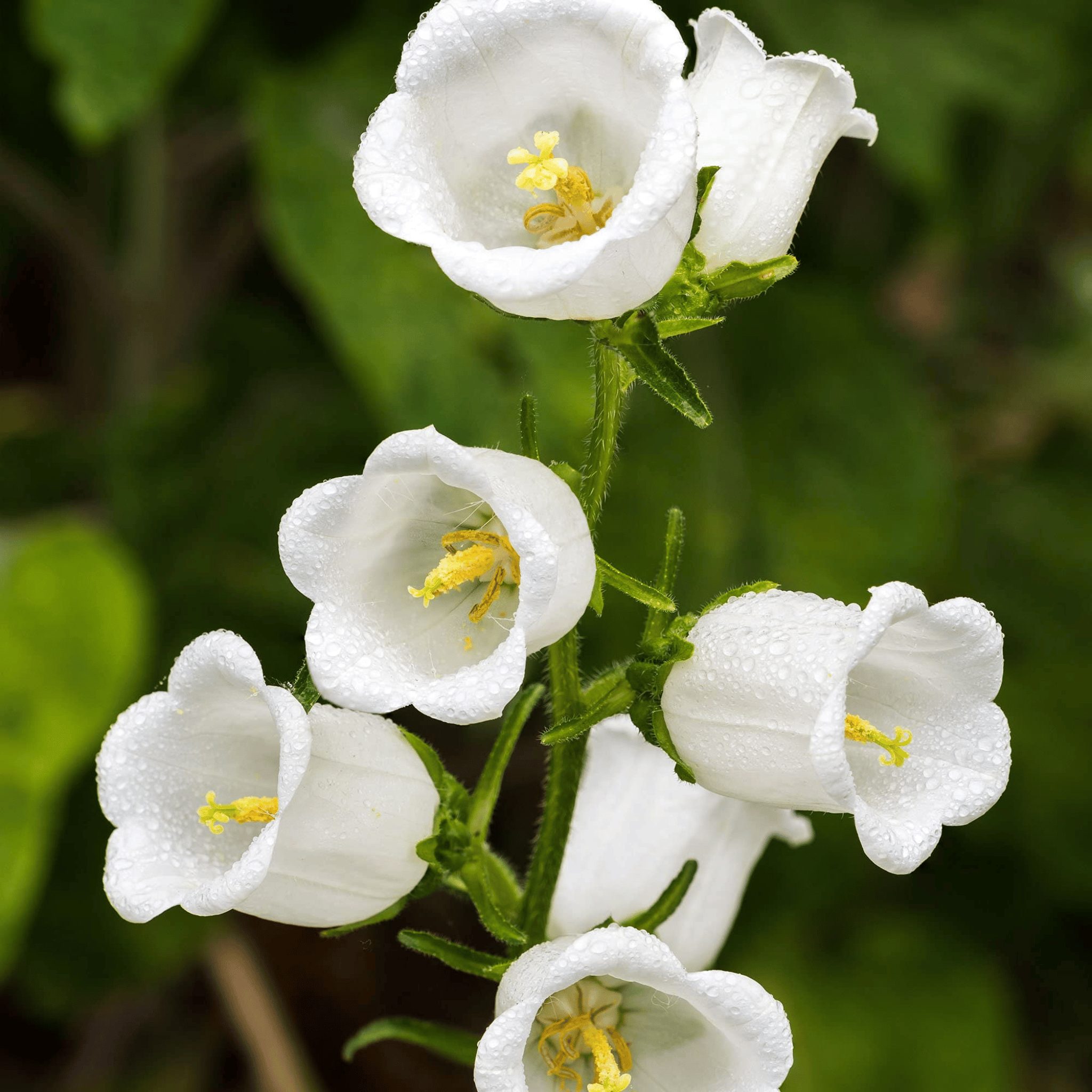 White Canterbury Bells – 100 Seeds Southern Seeds