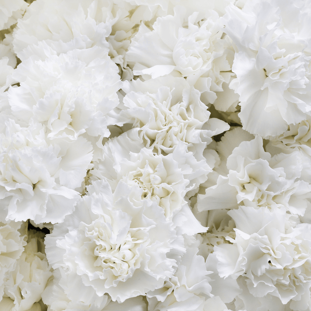 White Grenadin Carnation – 25 Seeds Southern Seeds