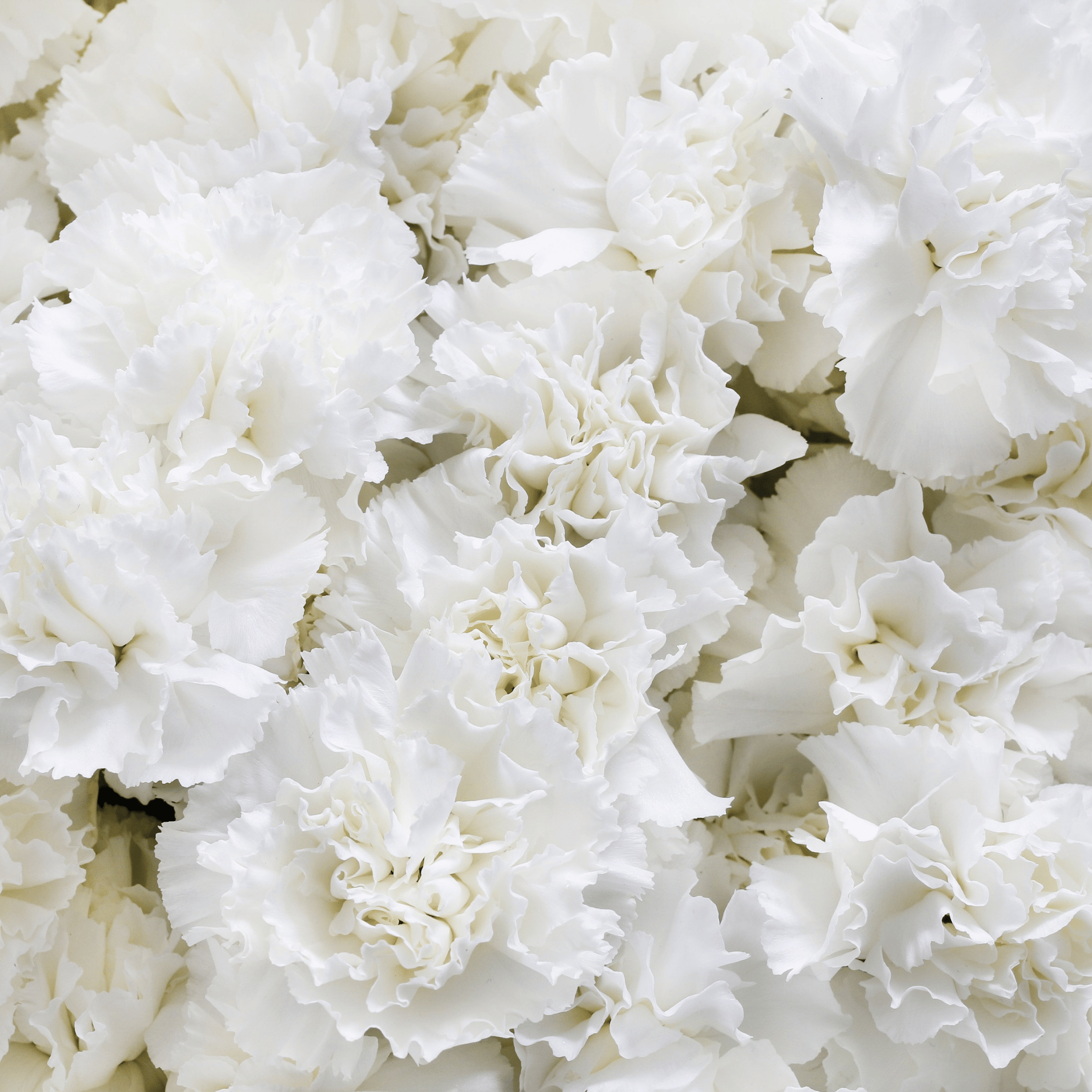 White Grenadin Carnation – 25 Seeds Southern Seeds