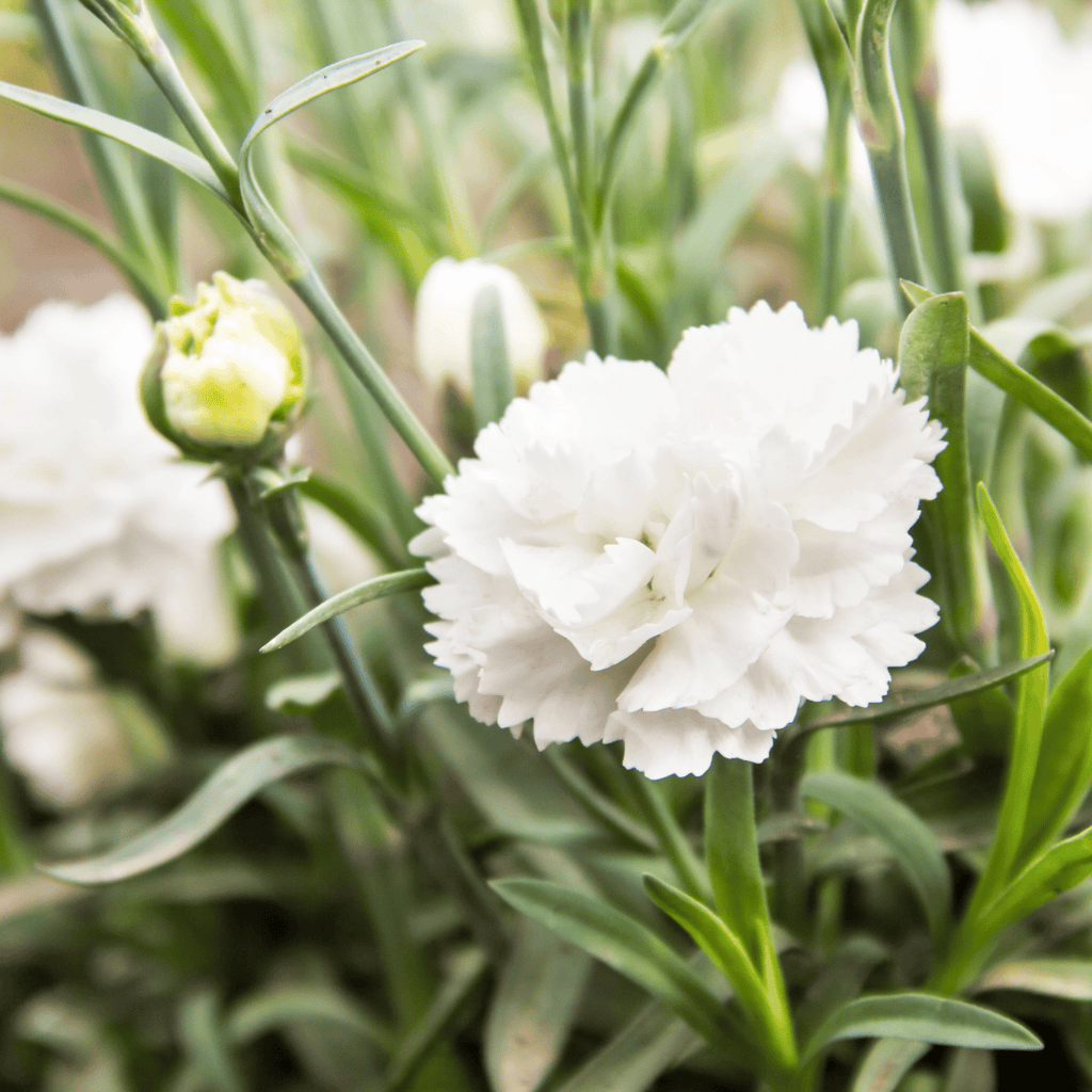 White Grenadin Carnation – 25 Seeds Southern Seeds