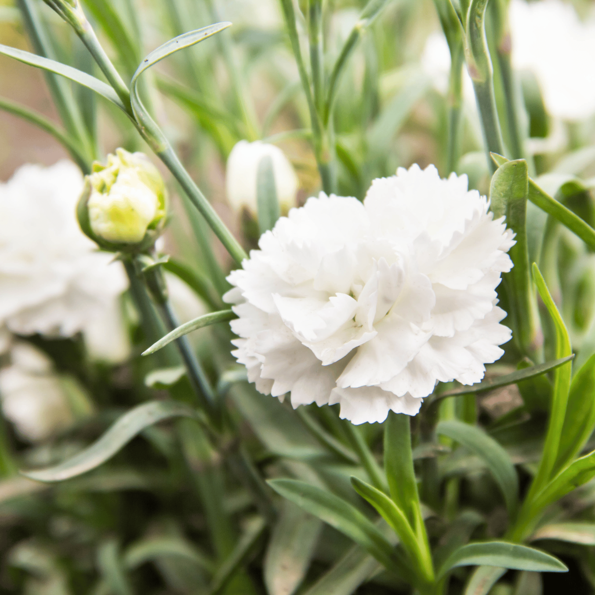 White Grenadin Carnation – 25 Seeds Southern Seeds