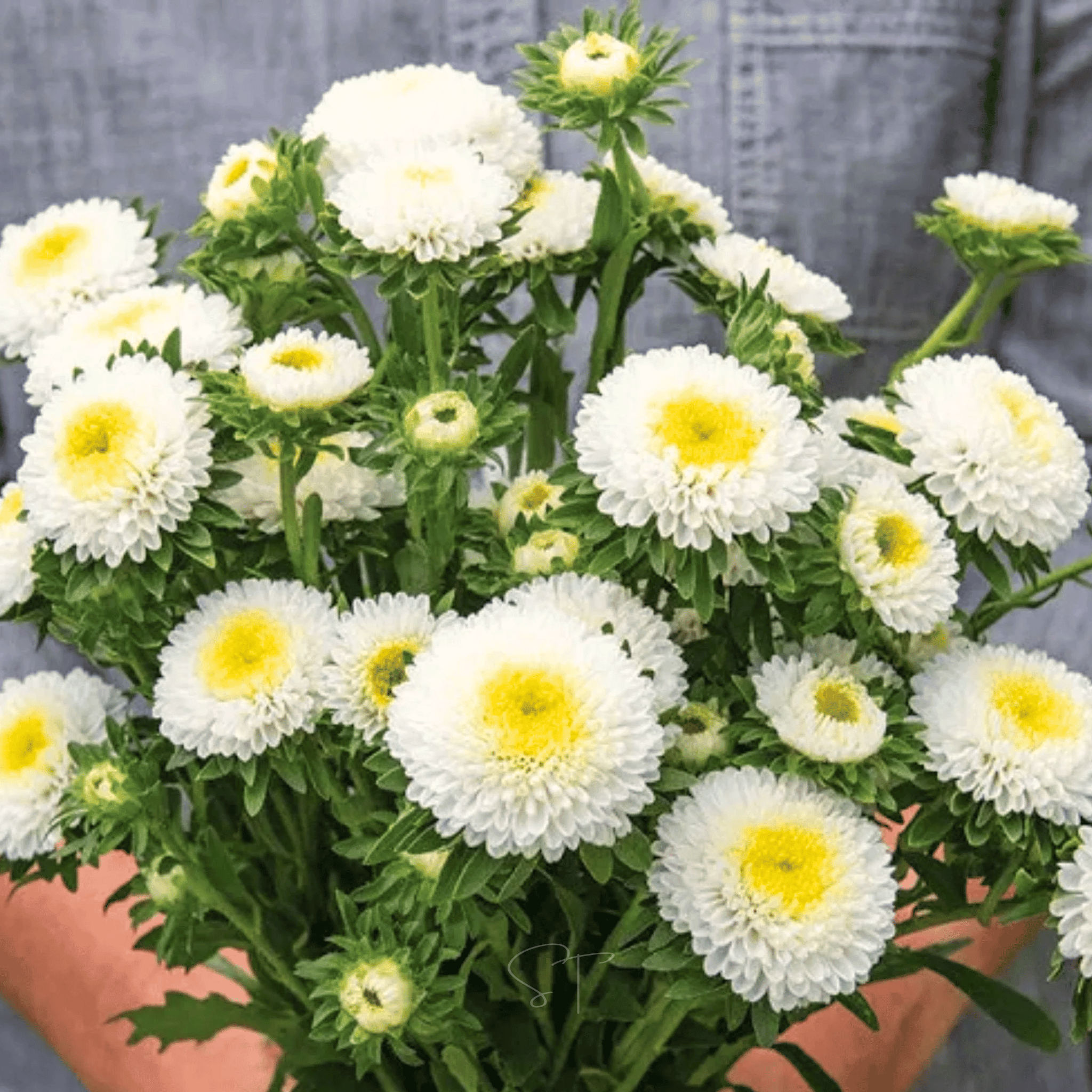 White Pompon Aster – 50 Seeds Southern Seeds