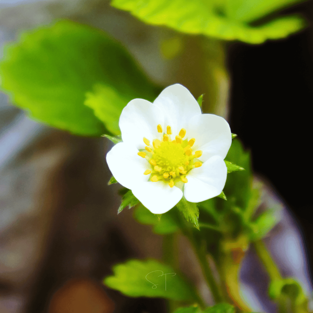 White Soul Strawberry – 100 Seeds Southern Seeds