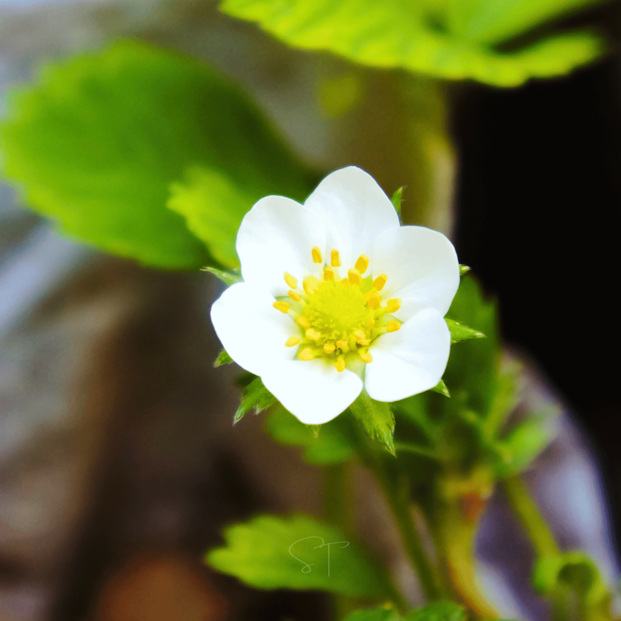 White Soul Strawberry – 100 Seeds Southern Seeds