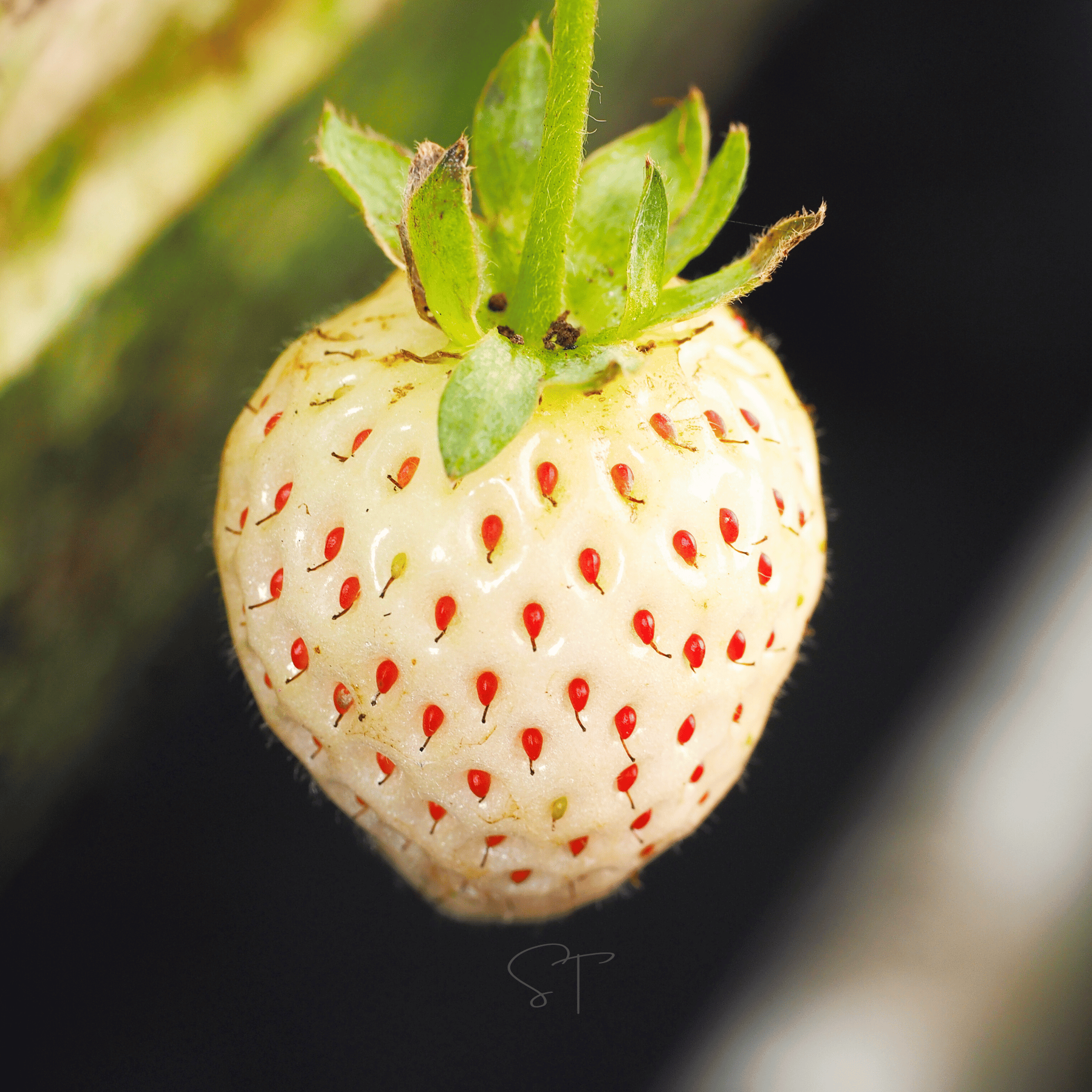 White Soul Strawberry – 100 Seeds Southern Seeds