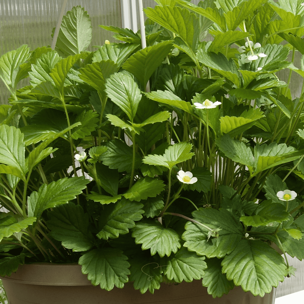 White Soul Strawberry – 100 Seeds Southern Seeds