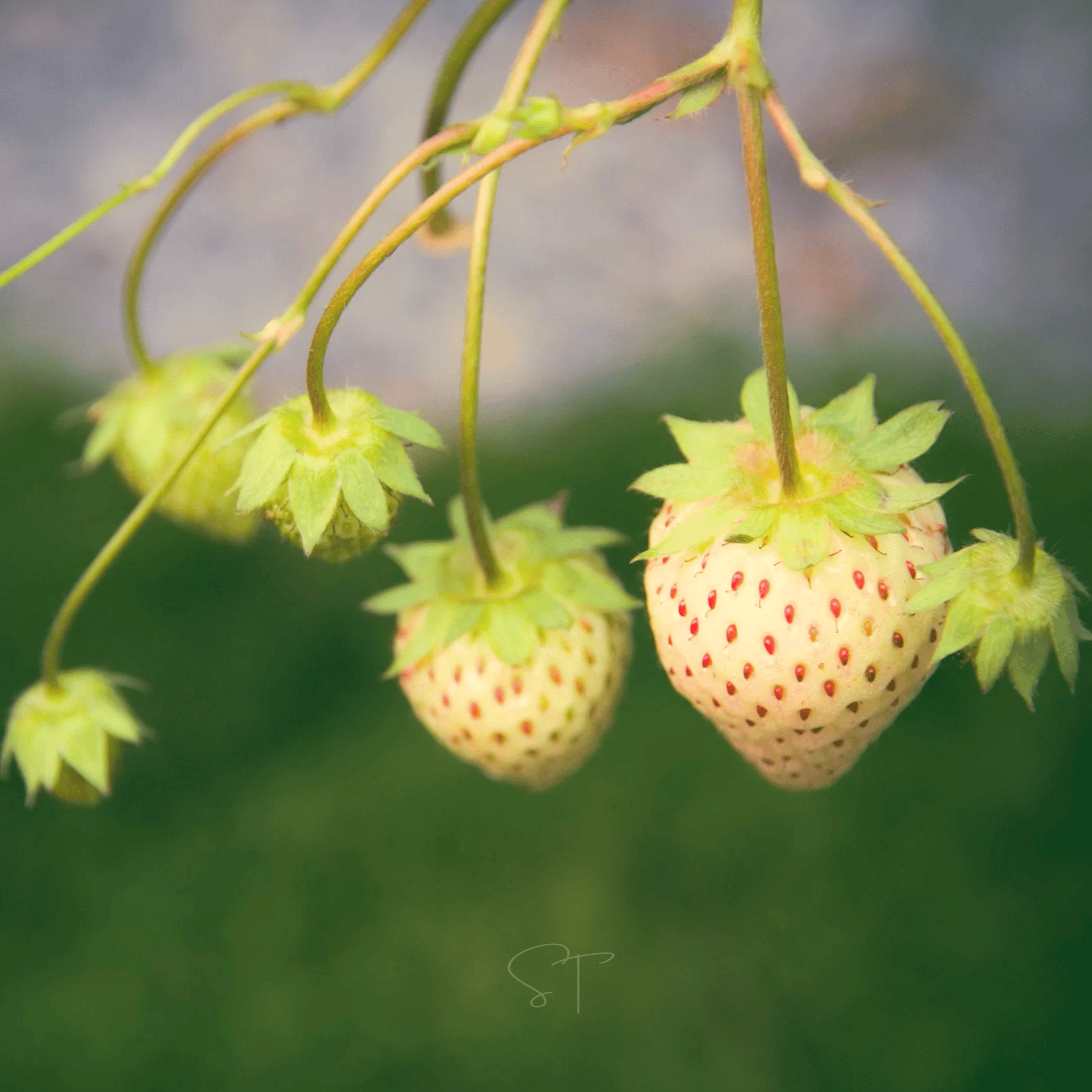 White Soul Strawberry – 100 Seeds Southern Seeds
