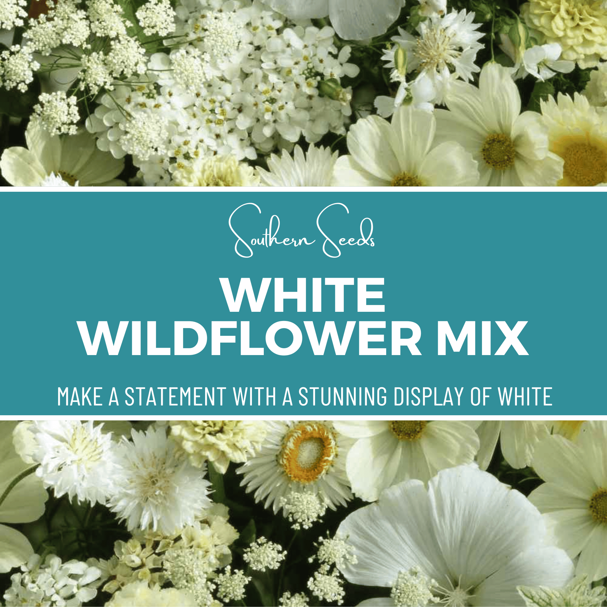 White Wildflower Seed Mix – 100 Seeds Southern Seeds