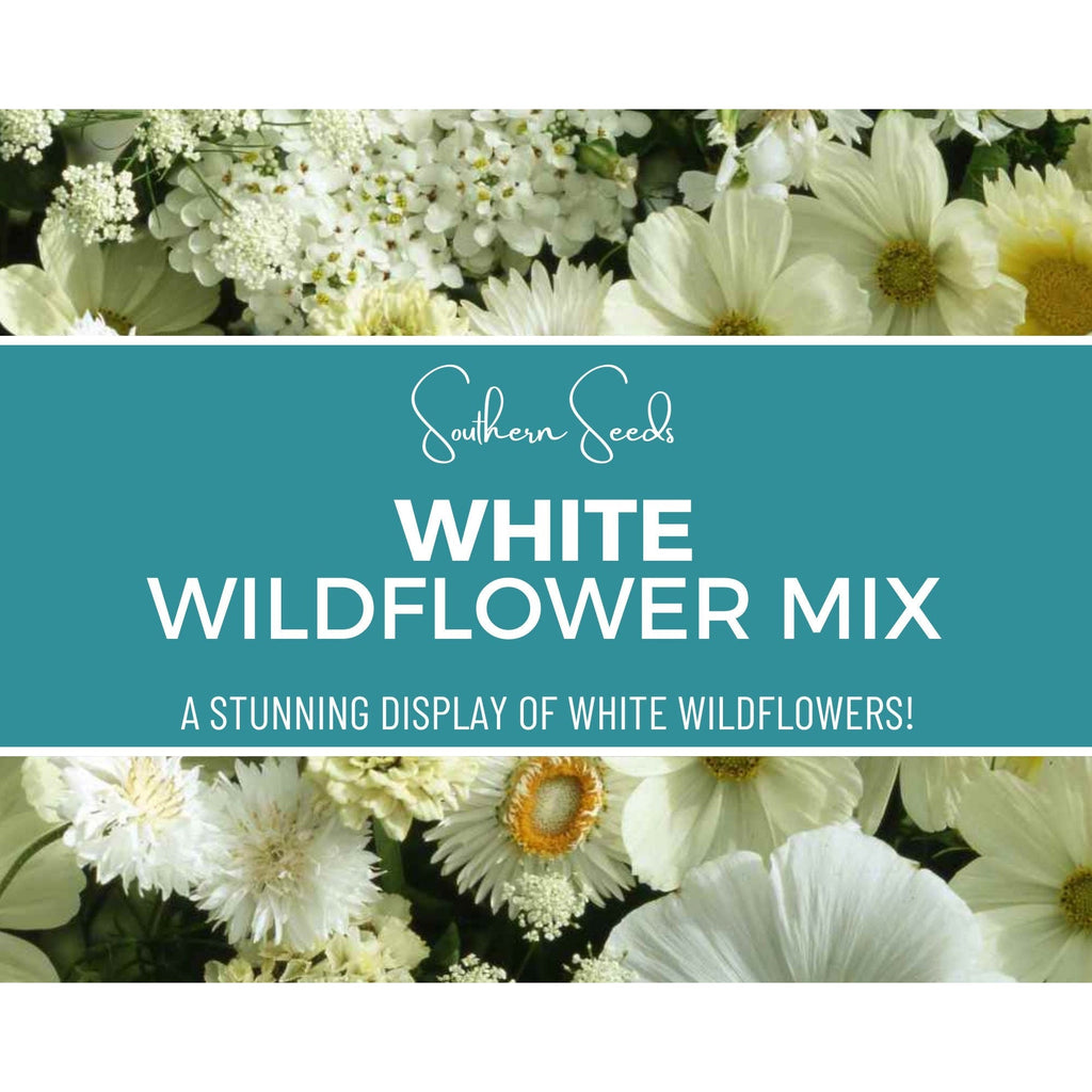 White Wildflower Seed Mix – 100 Seeds Southern Seeds