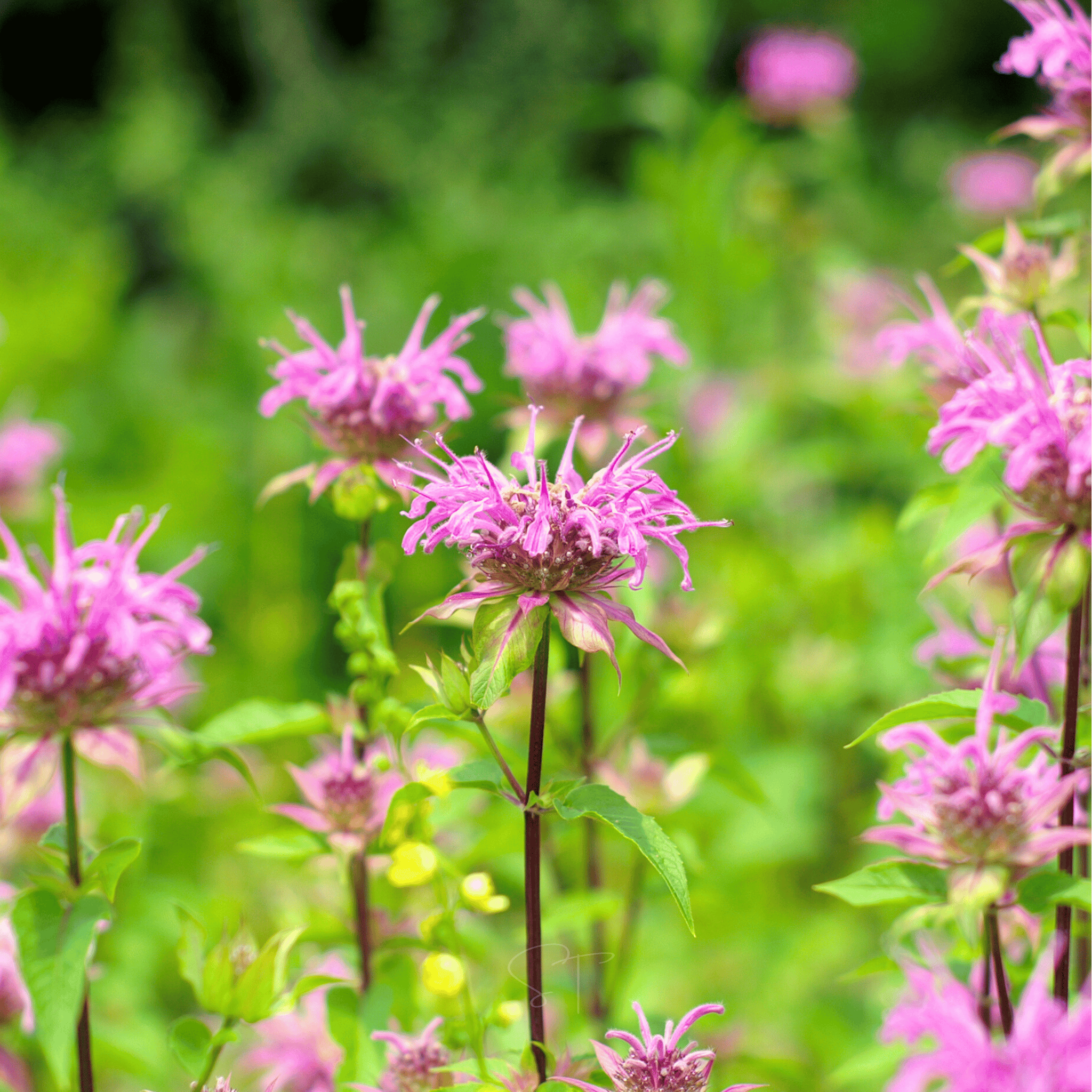 Wild Bergamot Bee Balm (Mintleaf) – 100 Seeds Southern Seeds