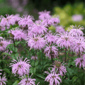 Wild Bergamot Bee Balm (Mintleaf) – 100 Seeds Southern Seeds