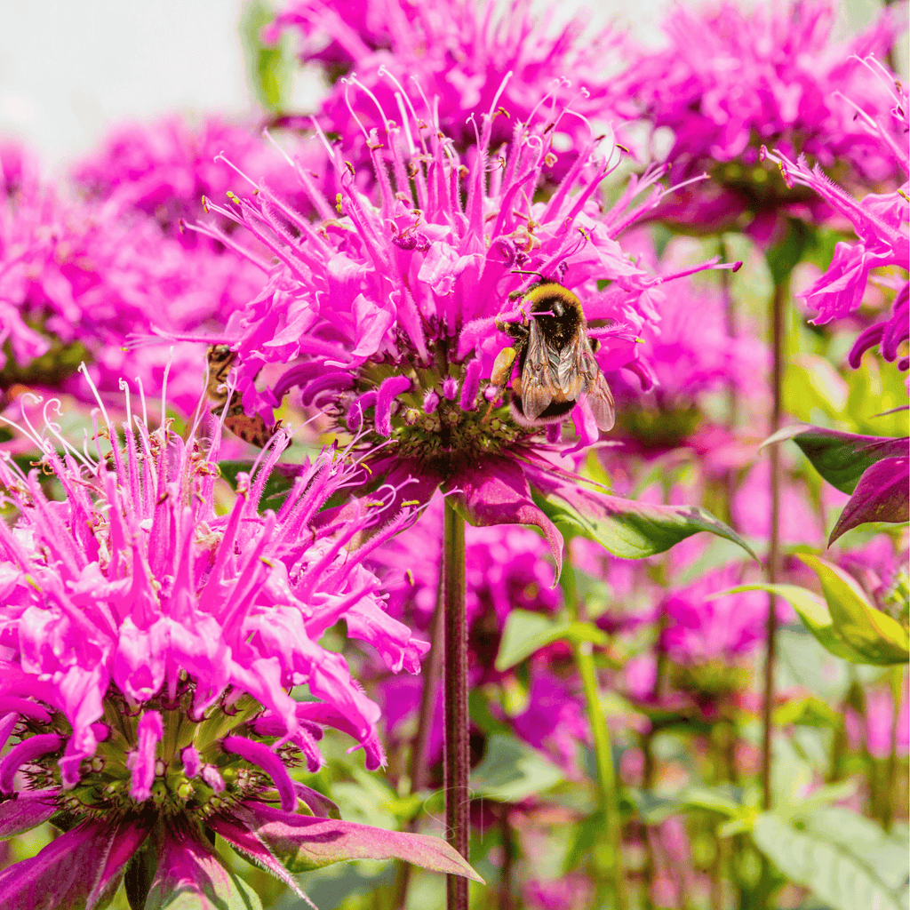 Wild Bergamot Bee Balm (Mintleaf) – 100 Seeds Southern Seeds