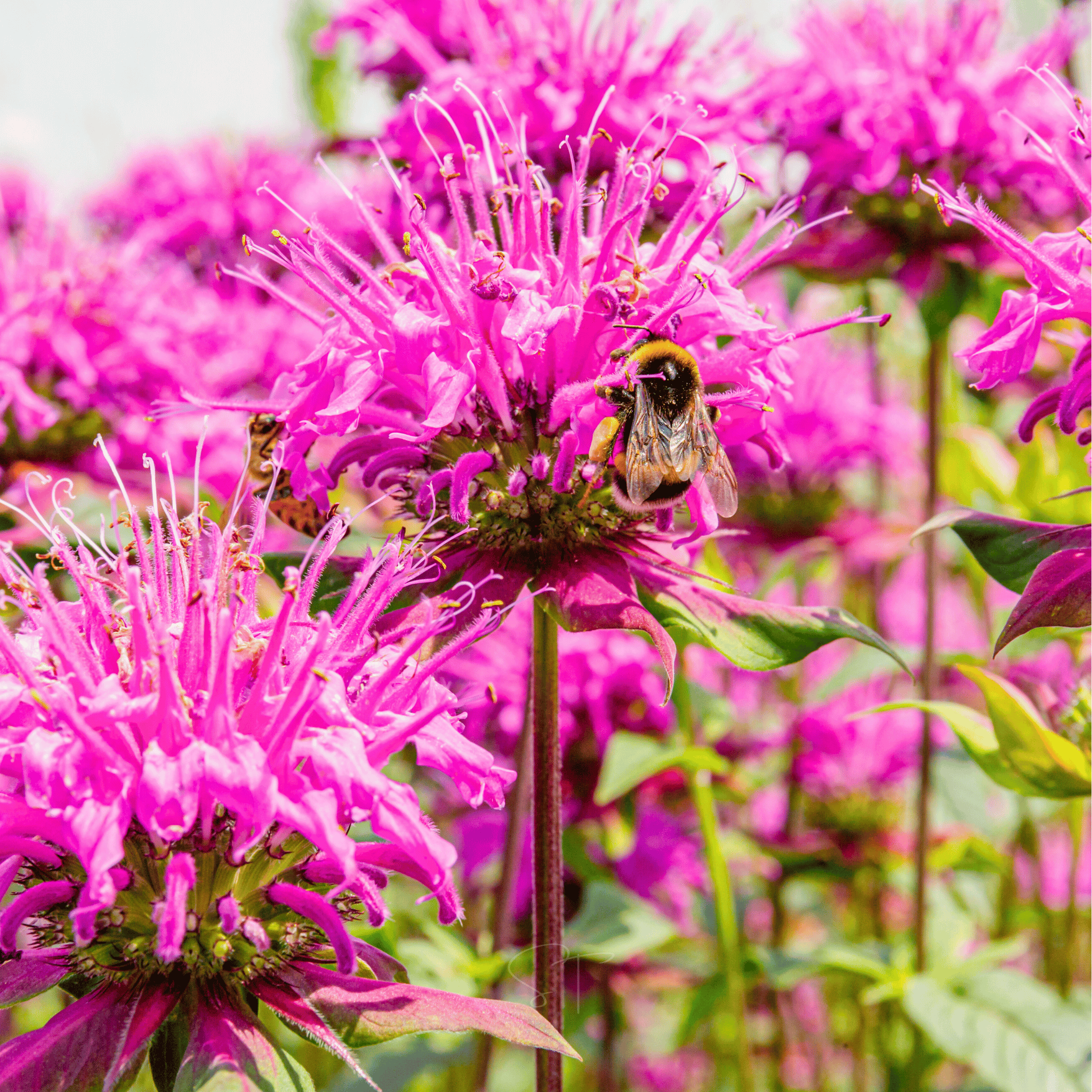 Wild Bergamot Bee Balm (Mintleaf) – 100 Seeds Southern Seeds