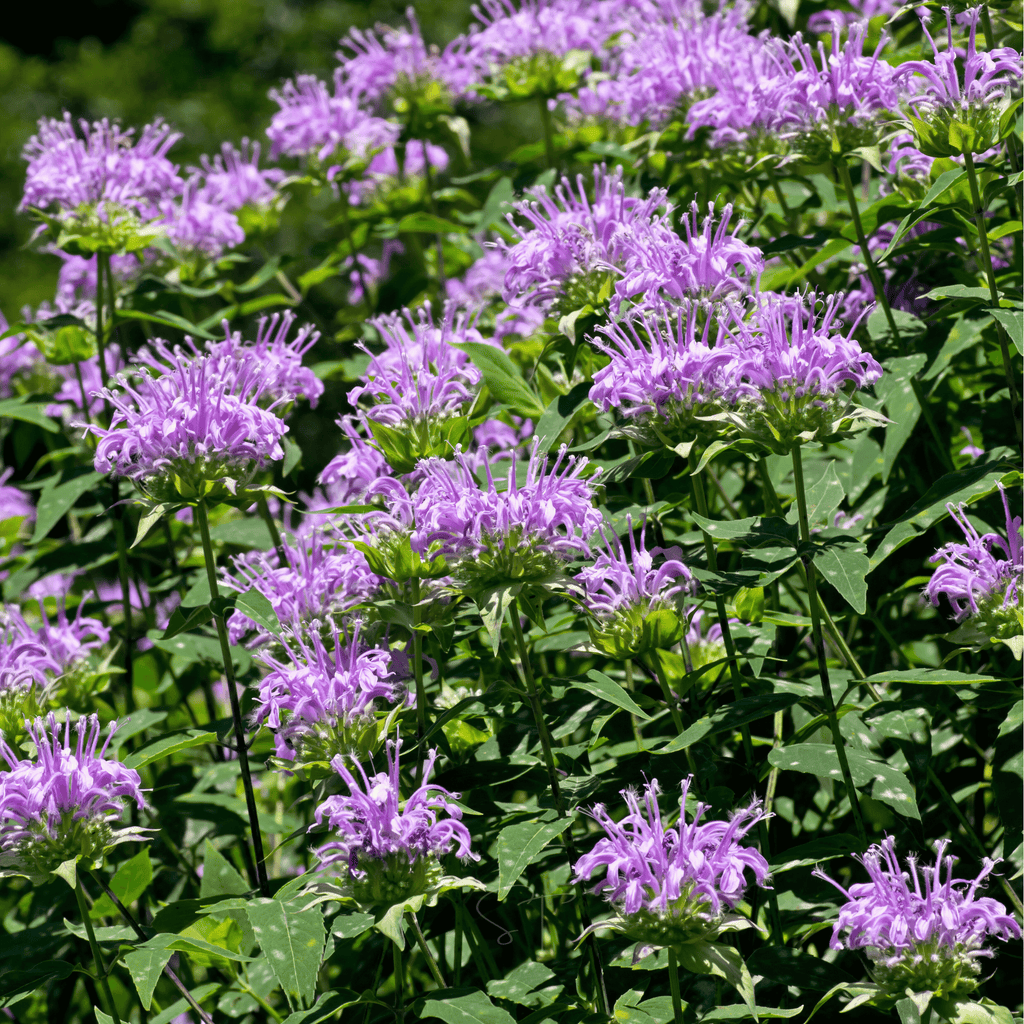 Wild Bergamot Bee Balm (Mintleaf) – 100 Seeds Southern Seeds
