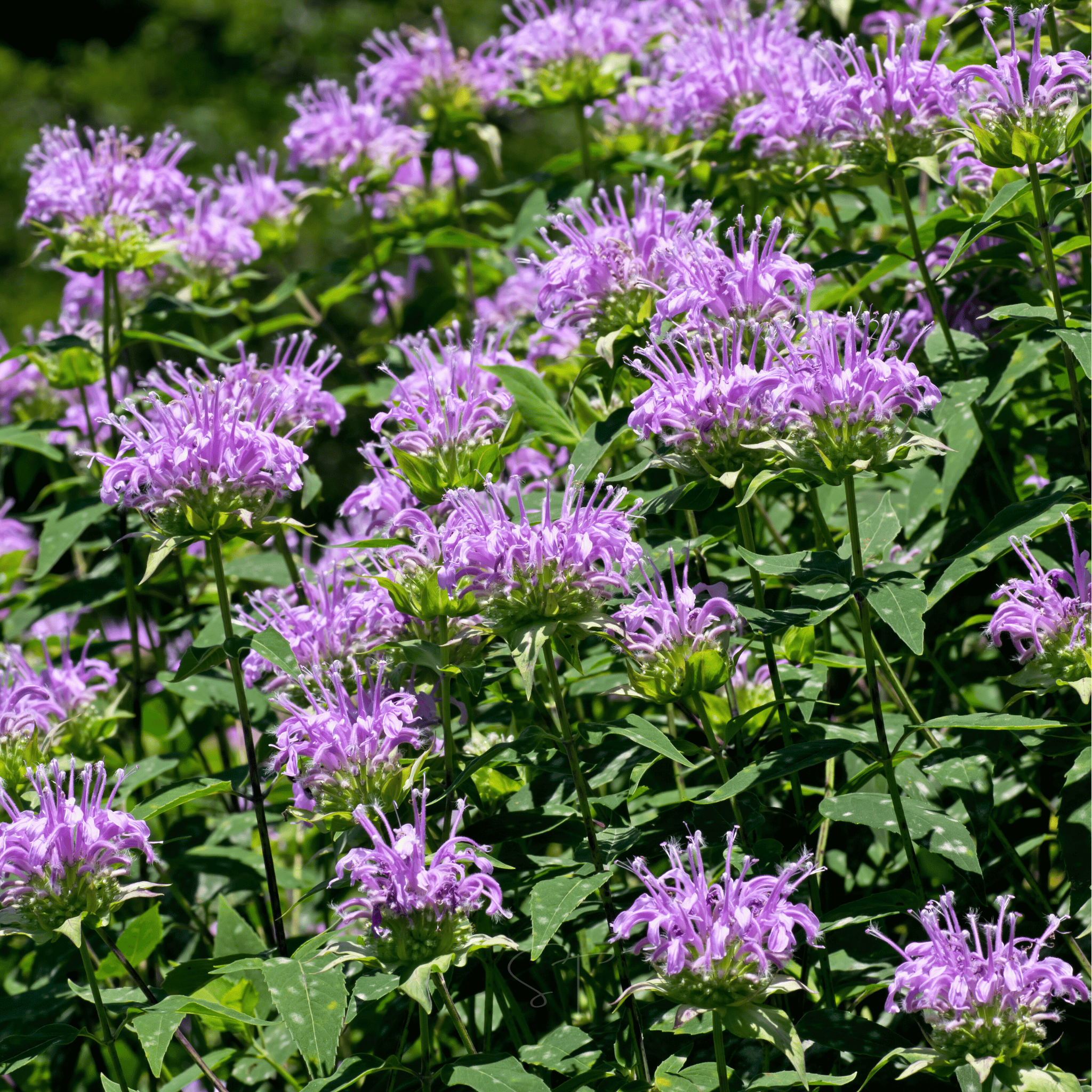Wild Bergamot Bee Balm (Mintleaf) – 100 Seeds Southern Seeds