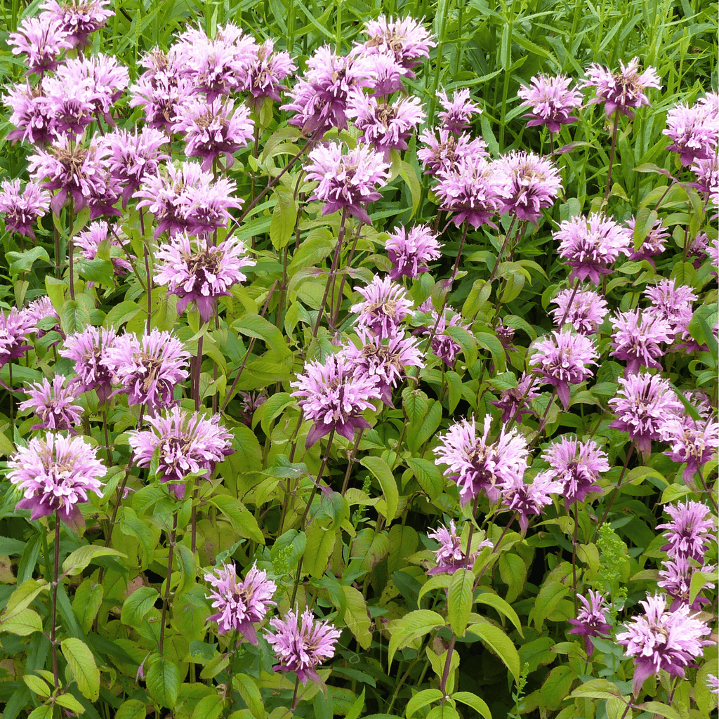 Wild Bergamot Bee Balm (Mintleaf) – 100 Seeds Southern Seeds