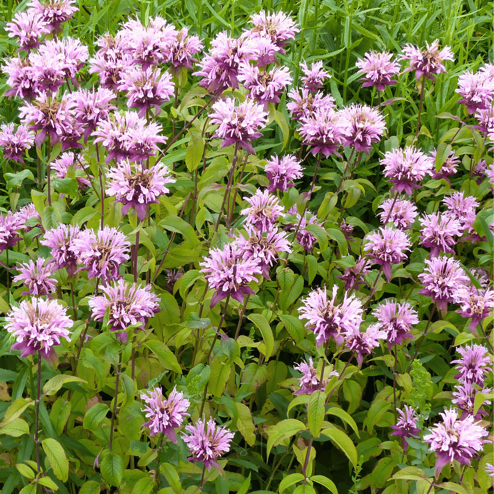 Wild Bergamot Bee Balm (Mintleaf) – 100 Seeds Southern Seeds