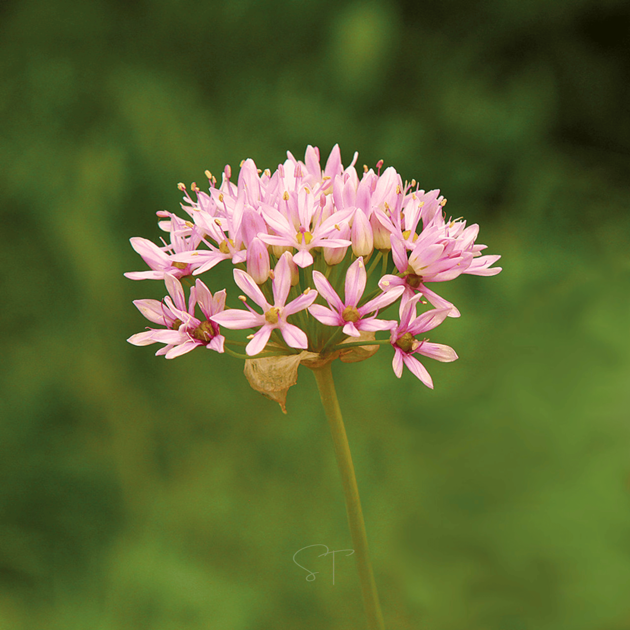 Wild Garlic – 25 Seeds Southern Seeds