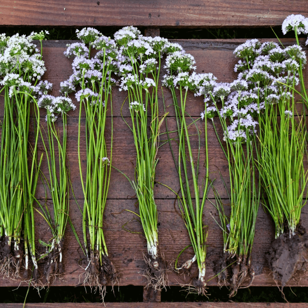 Wild Garlic – 25 Seeds Southern Seeds