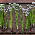 Wild Garlic – 25 Seeds Southern Seeds