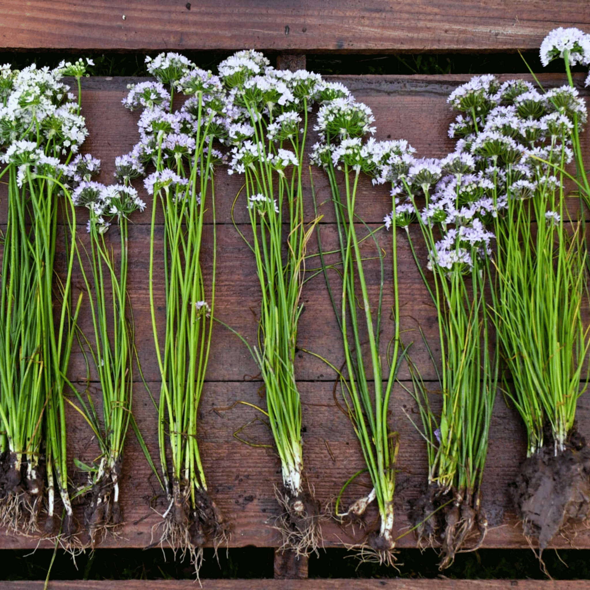 Wild Garlic – 25 Seeds Southern Seeds