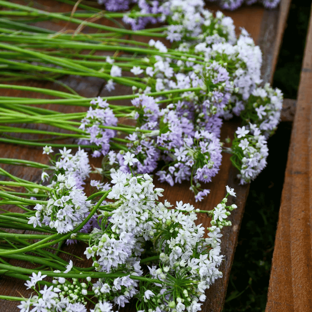 Wild Garlic – 25 Seeds Southern Seeds