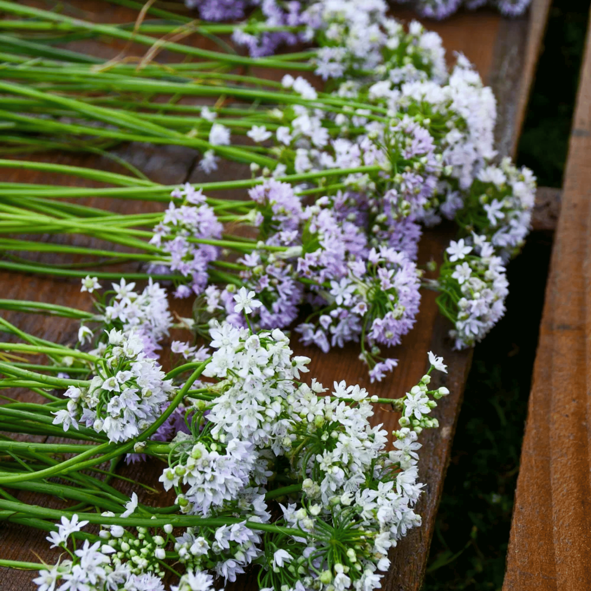 Wild Garlic – 25 Seeds Southern Seeds
