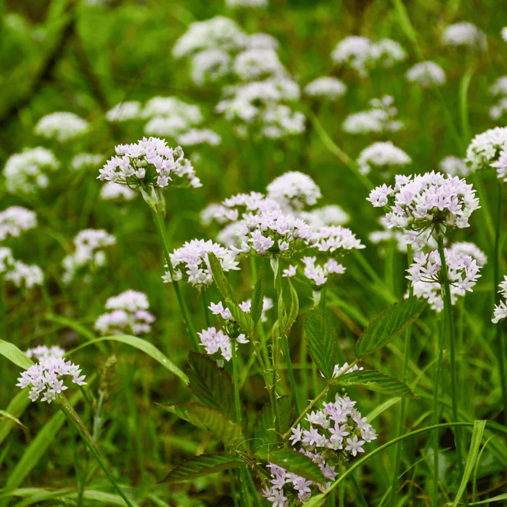 Wild Garlic – 25 Seeds Southern Seeds