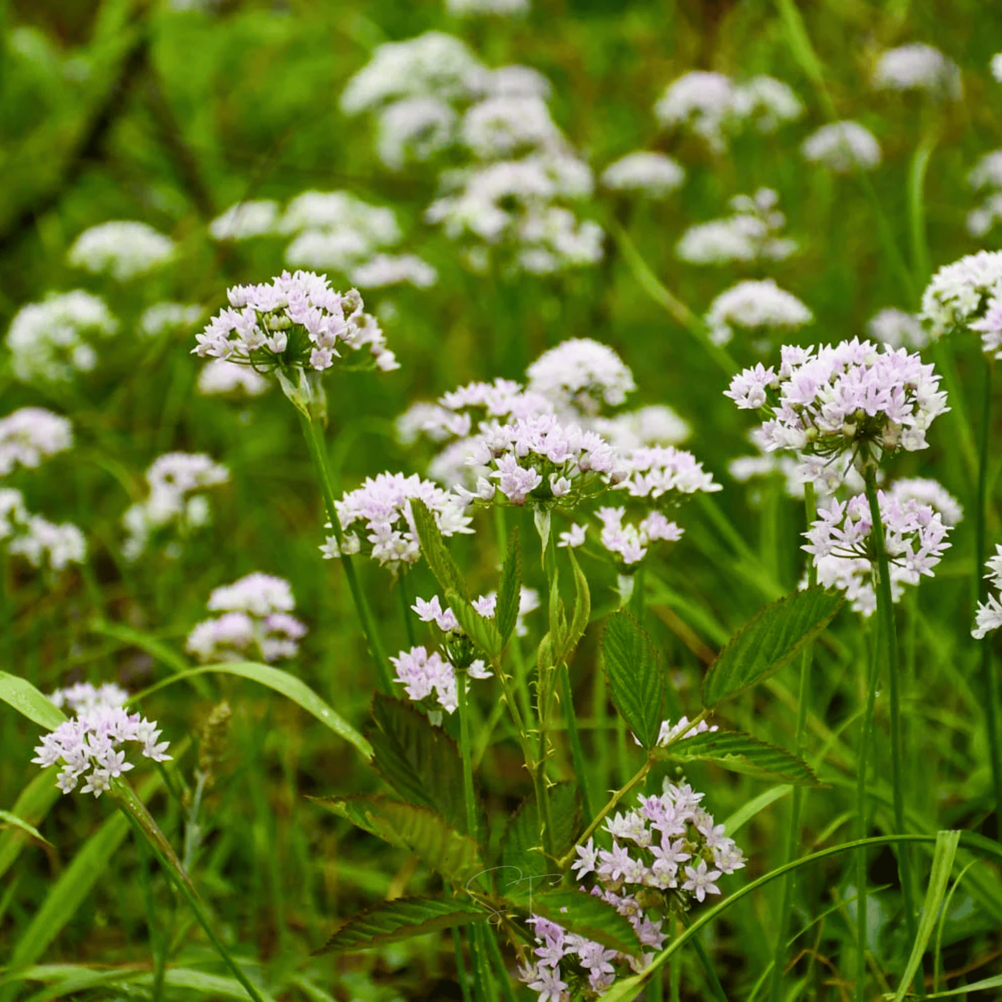 Wild Garlic – 25 Seeds Southern Seeds