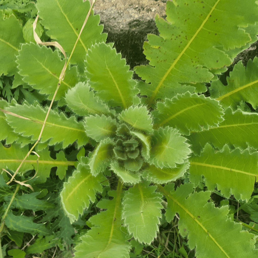 Wild Lettuce – 20 Seeds Southern Seeds