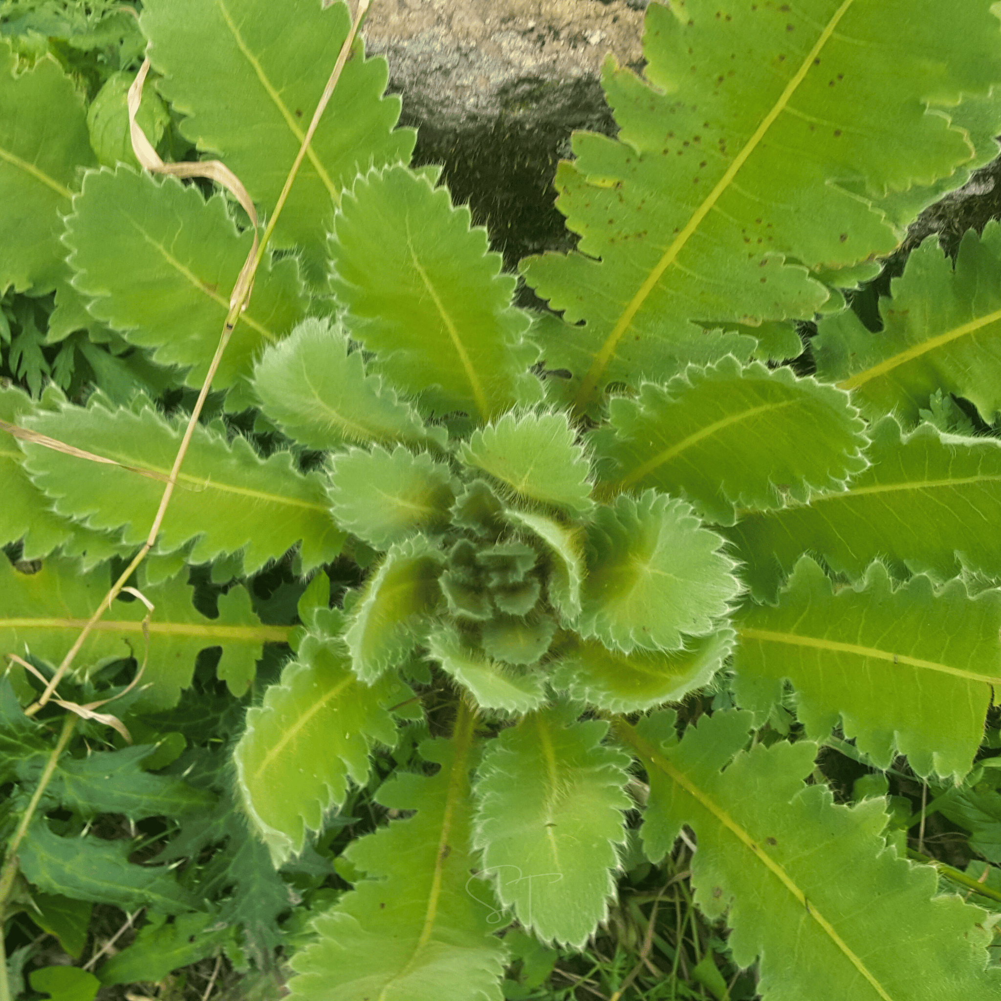 Wild Lettuce – 20 Seeds Southern Seeds