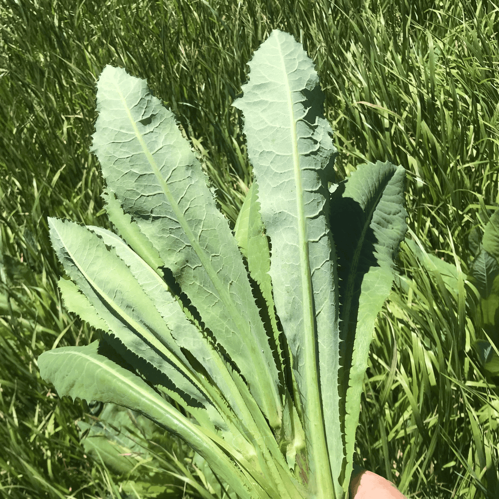 Wild Lettuce – 20 Seeds Southern Seeds