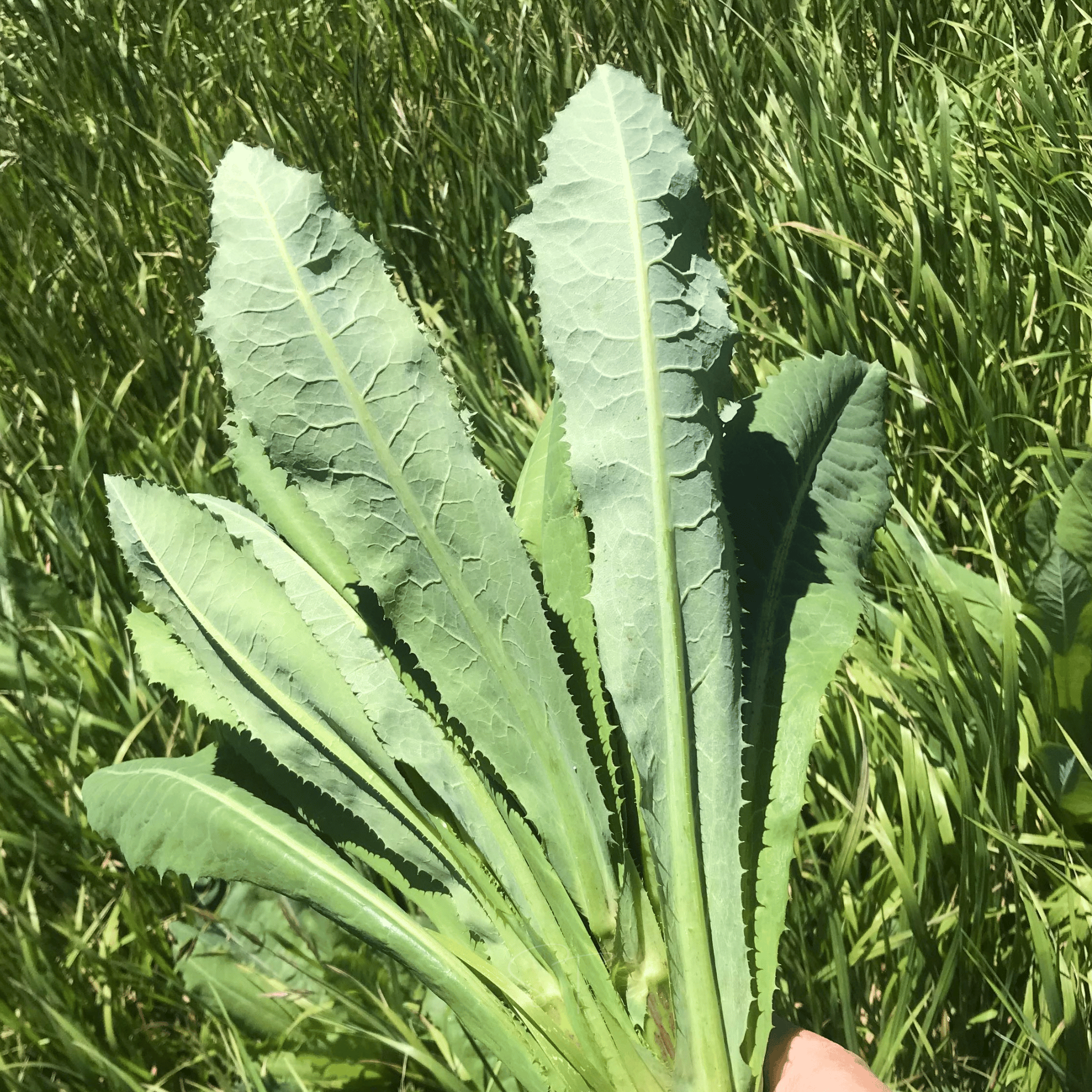 Wild Lettuce – 20 Seeds Southern Seeds