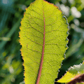 Wild Lettuce – 20 Seeds Southern Seeds
