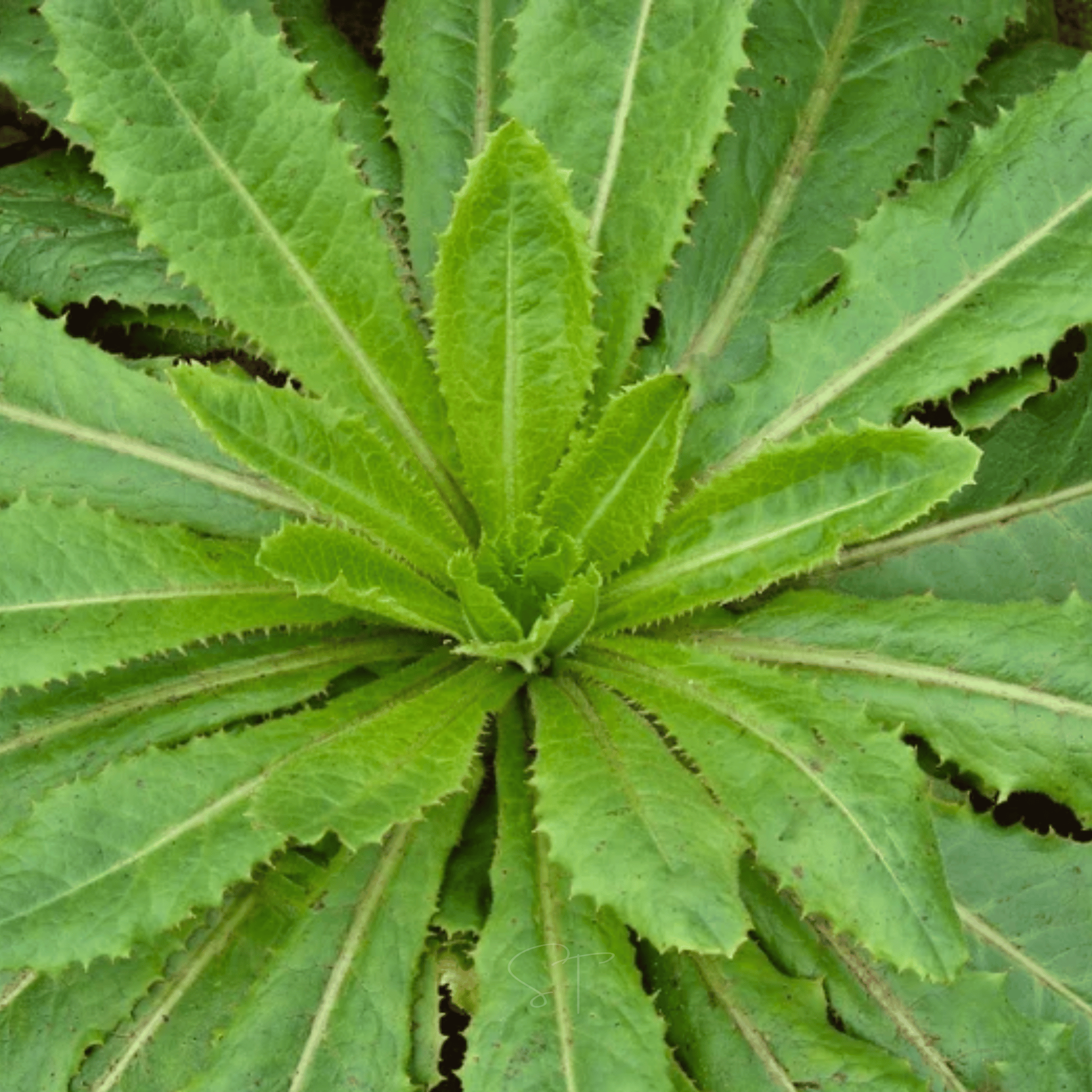 Wild Lettuce – 20 Seeds Southern Seeds